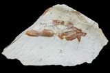 Fossil Pea Crab (Pinnixa) From California - Miocene #85315-1